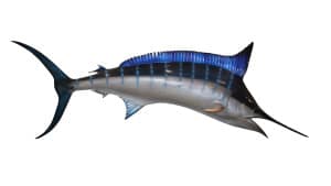 Swordfish contain mercury