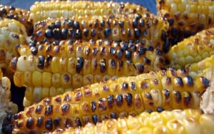 Mexico Bans GMO Corn!